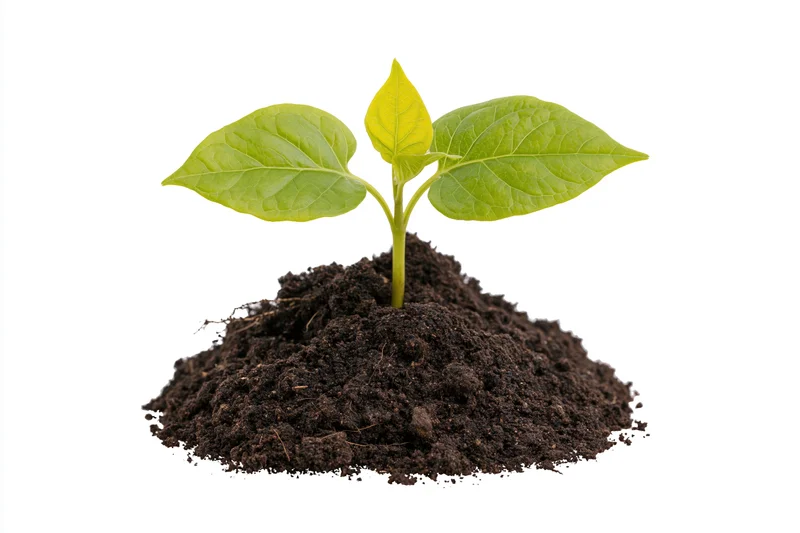 Small green seedling with two broad leaves growing from a mound of dark soil on white background