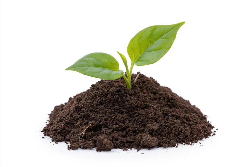 Small green seedling with two broad leaves growing from a mound of dark soil on white background