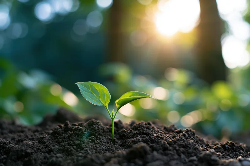 Small green seedling sprouting from dark soil in a sunlit forest clearing