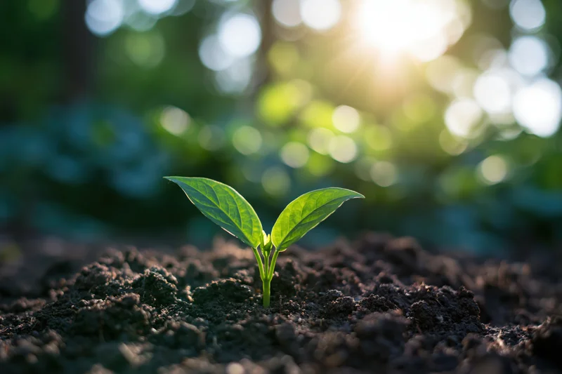Small green seedling sprouting from dark soil with sunlight filtering through trees in the background