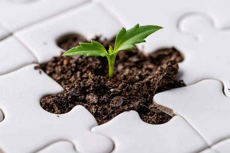 Small green seedling sprouting from soil in a missing puzzle piece