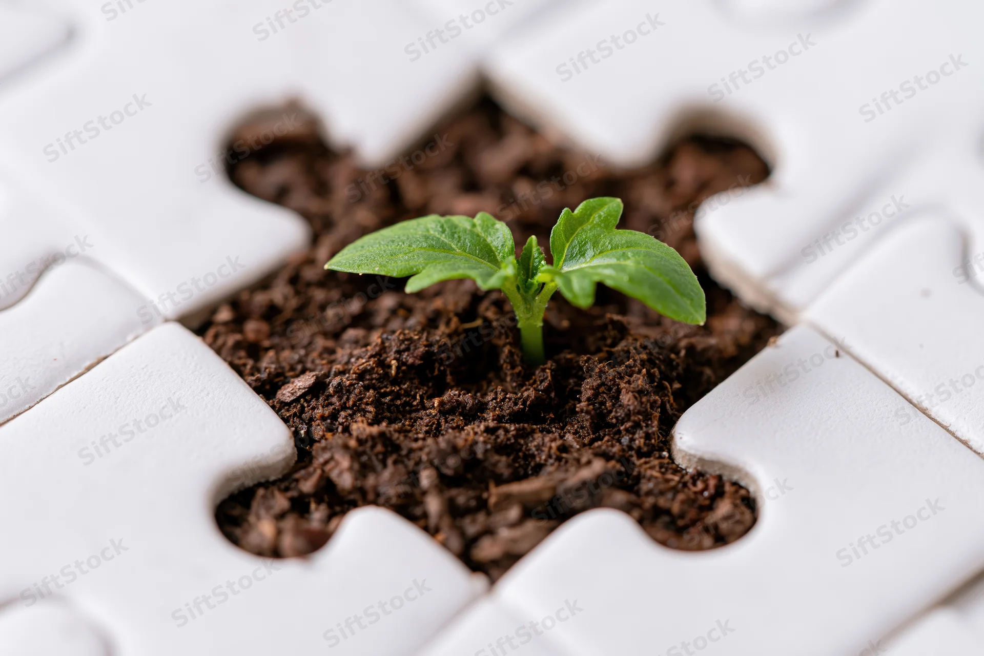 Small green seedling sprouting from soil in a missing puzzle piece
