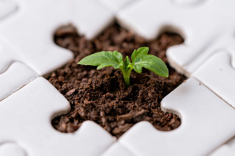 Small green seedling sprouting from soil in a missing puzzle piece