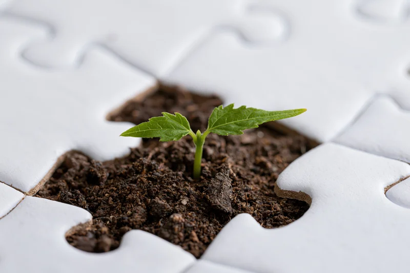 Small green seedling sprouting from soil in a missing puzzle piece