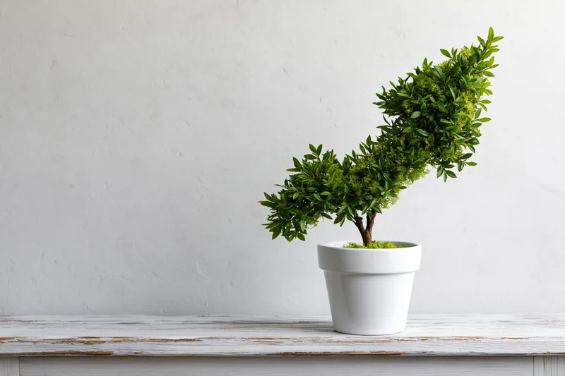 Bonsai tree with curved trunk and dense green foliage in white pot on wooden shelf