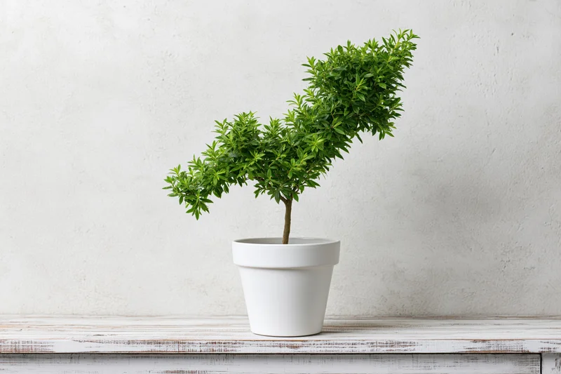 Bonsai tree with foliage shaped like an upward arrow on a white wooden shelf