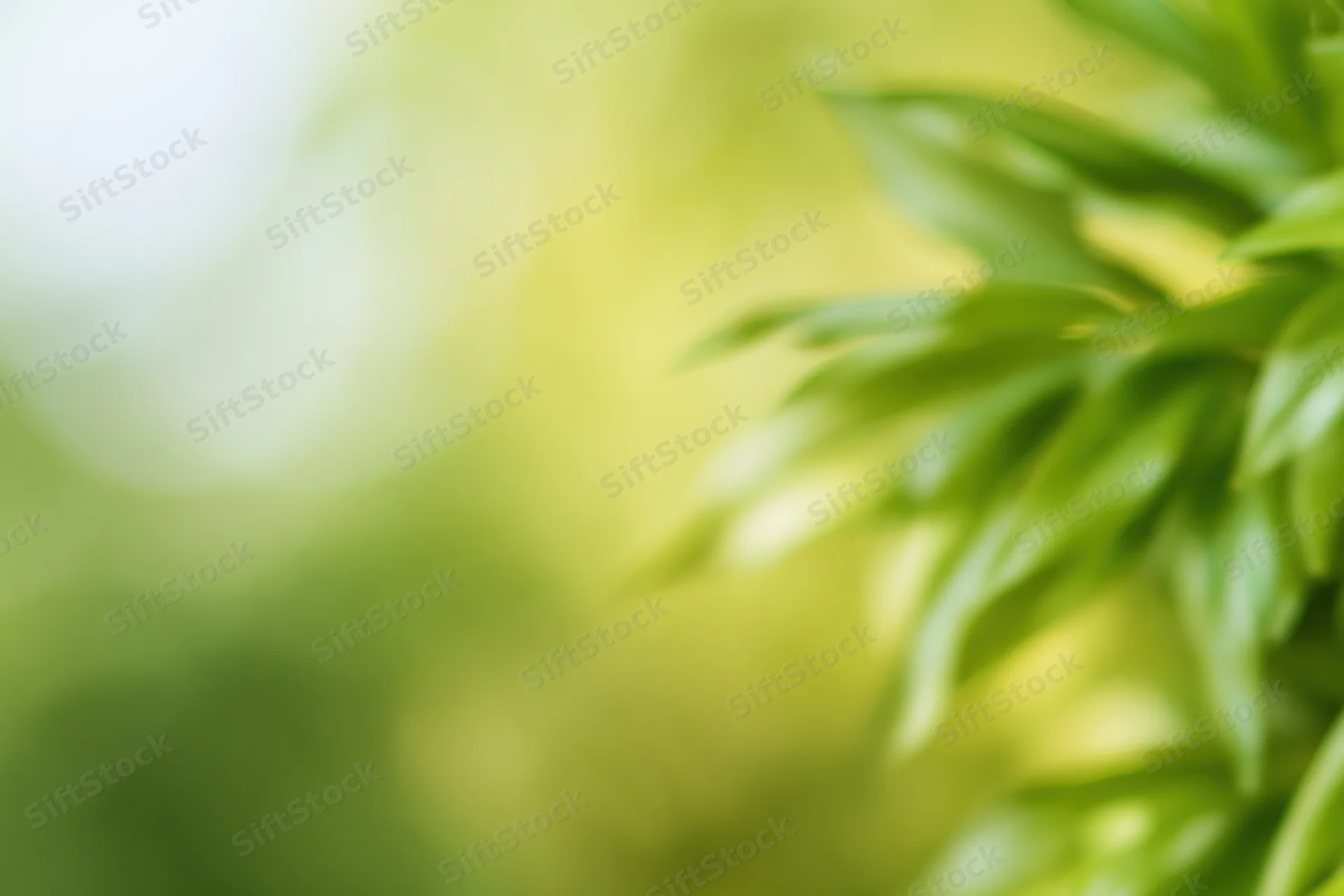 Blurred green foliage in soft natural light with bokeh background