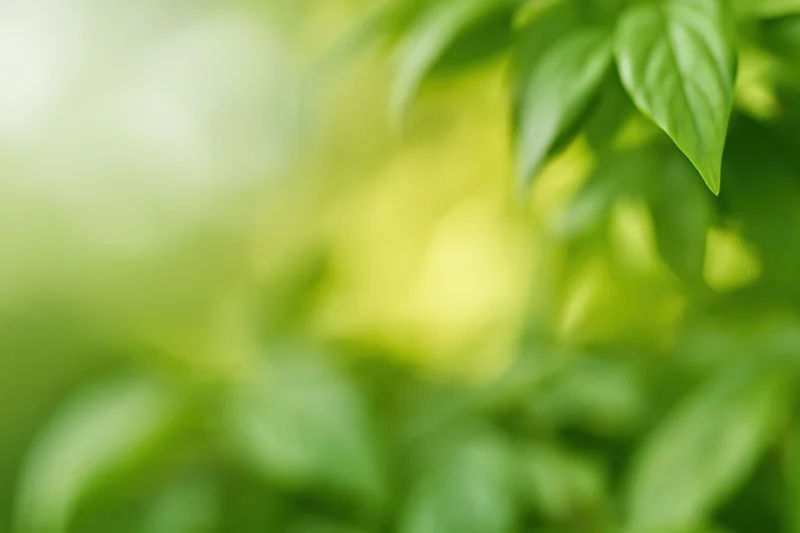 Blurred green foliage forming a soft natural background