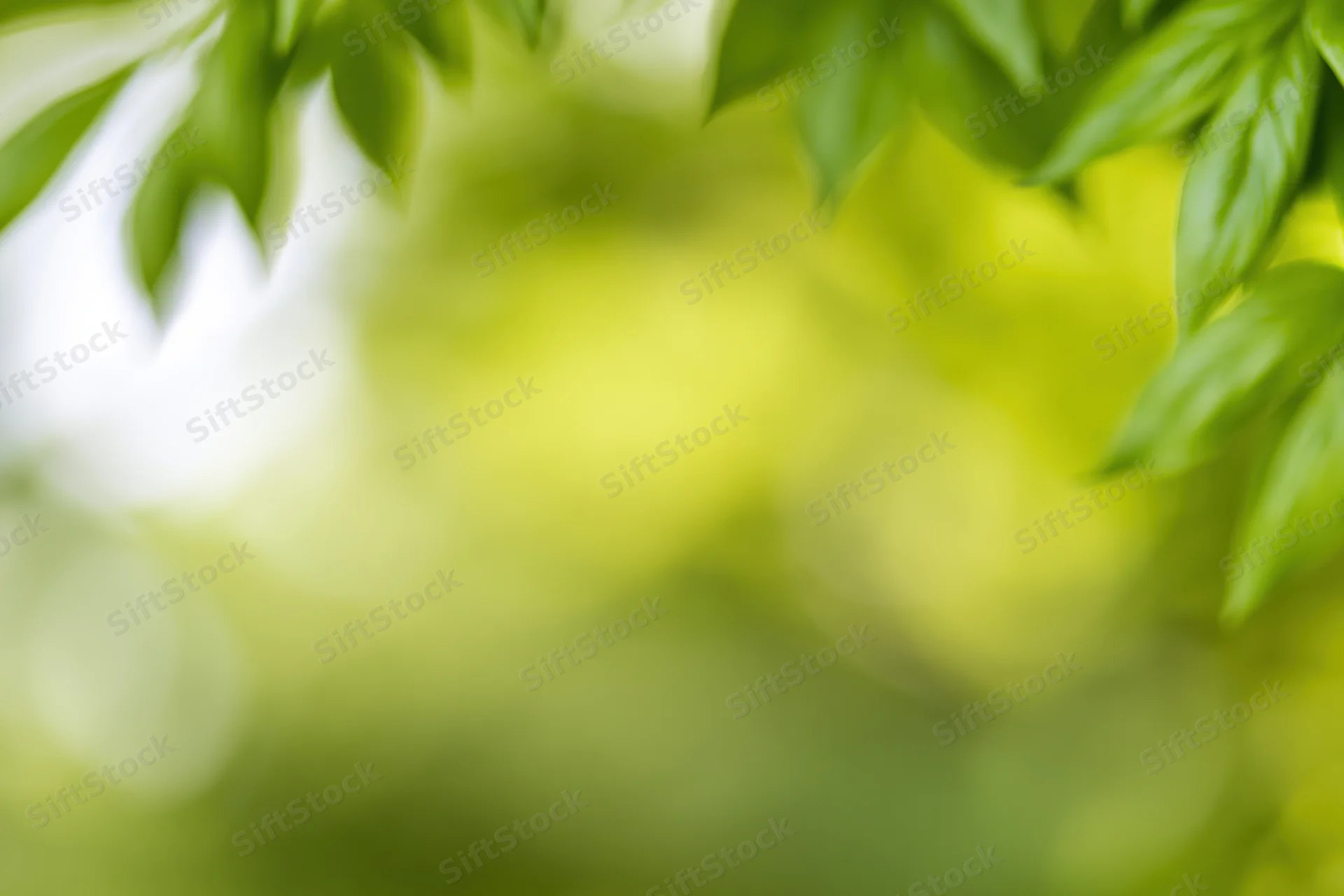 Blurred green foliage framing the top of the image with soft bokeh background