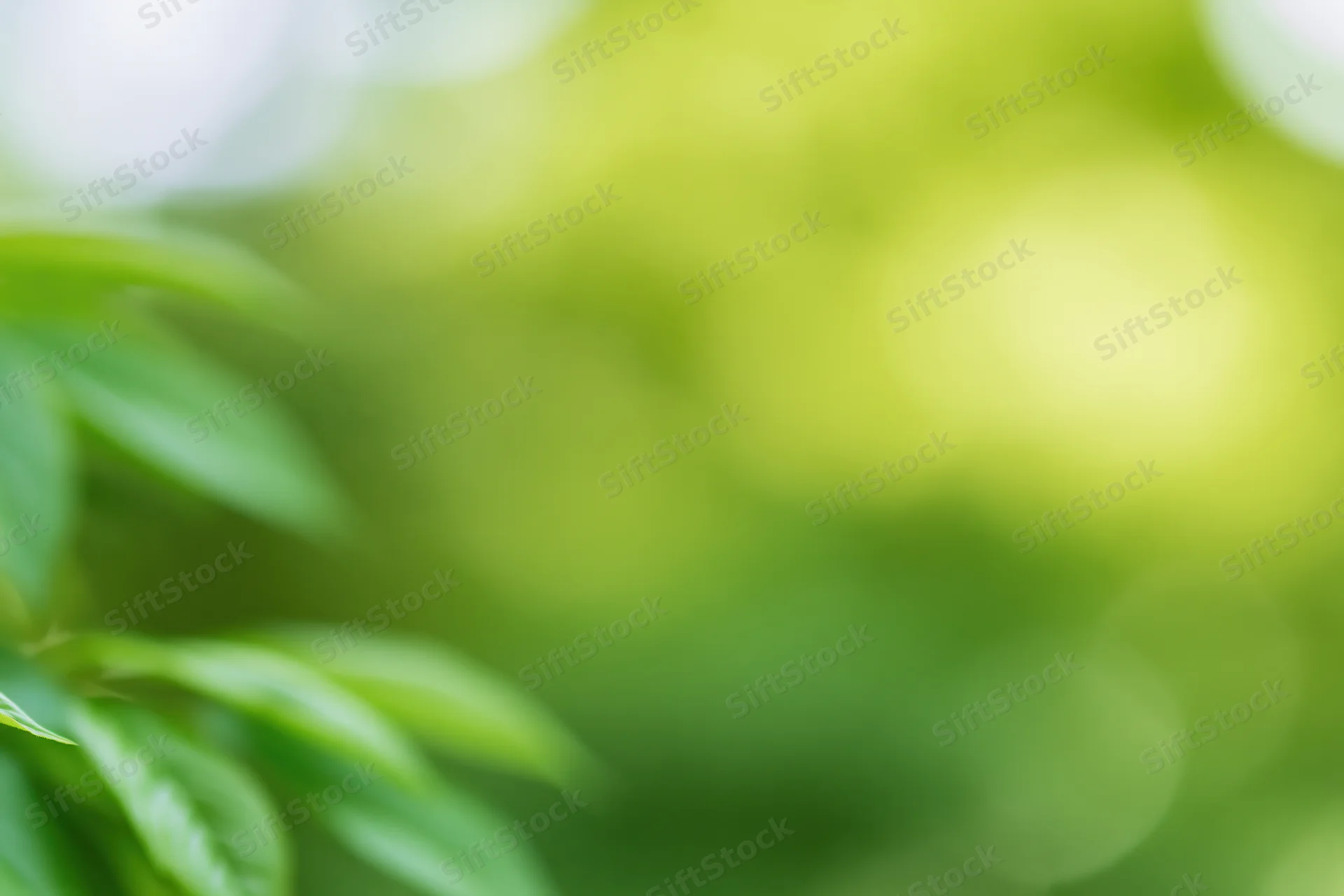 Blurred green foliage with soft bokeh effect in natural outdoor setting