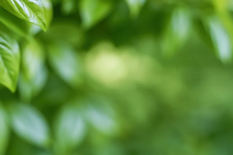 Soft out-of-focus green foliage filling the frame