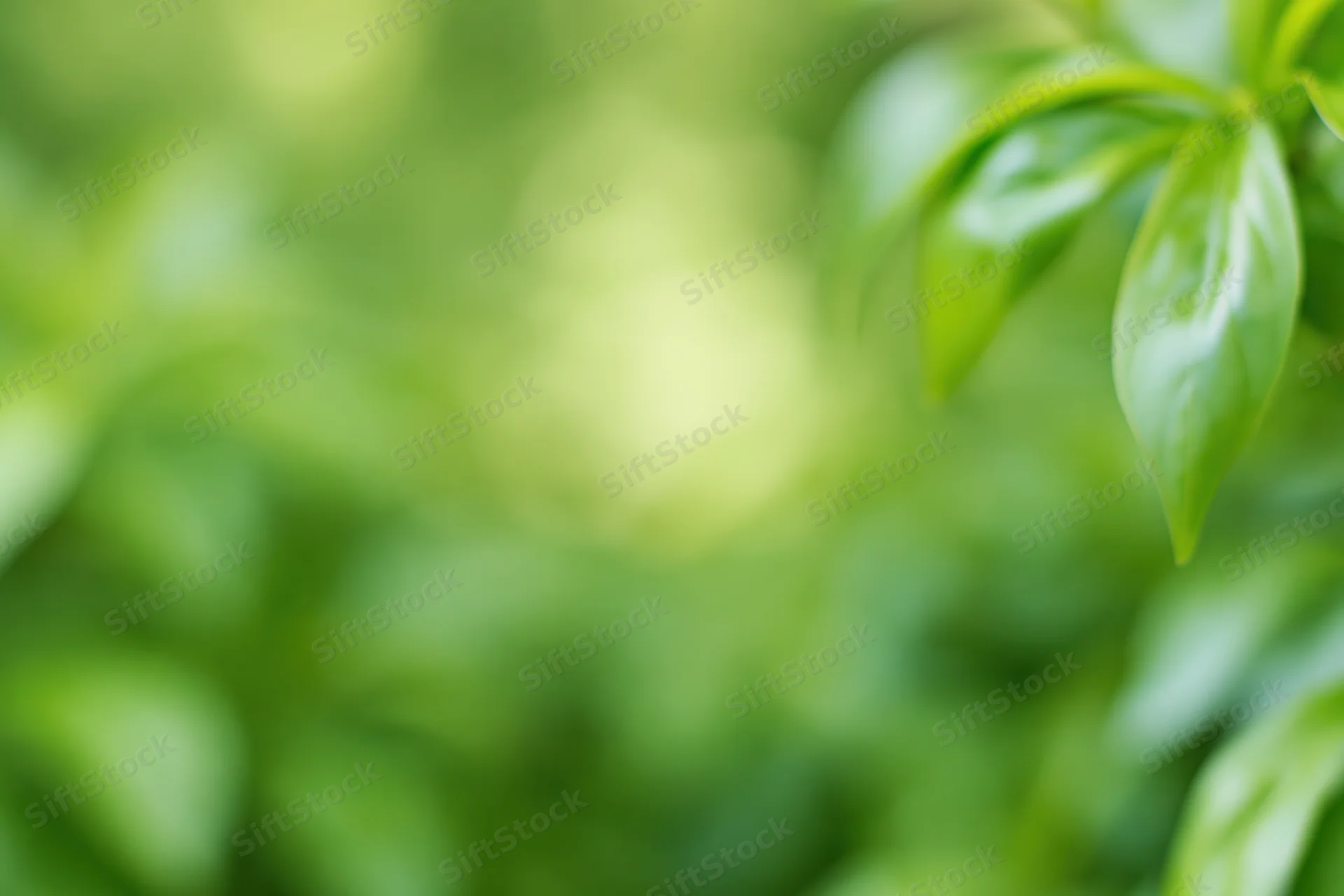 Soft blurred green foliage filling the frame with bokeh effect
