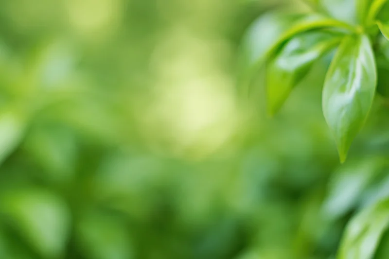 Soft blurred green foliage filling the frame with bokeh effect