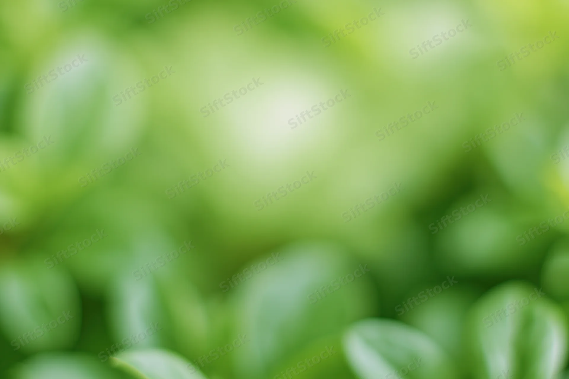 Soft out-of-focus green foliage filling the frame