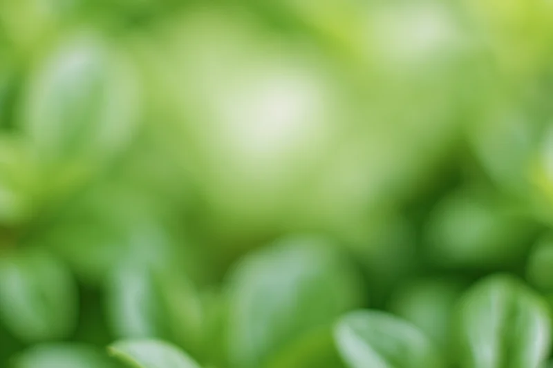 Soft out-of-focus green foliage filling the frame
