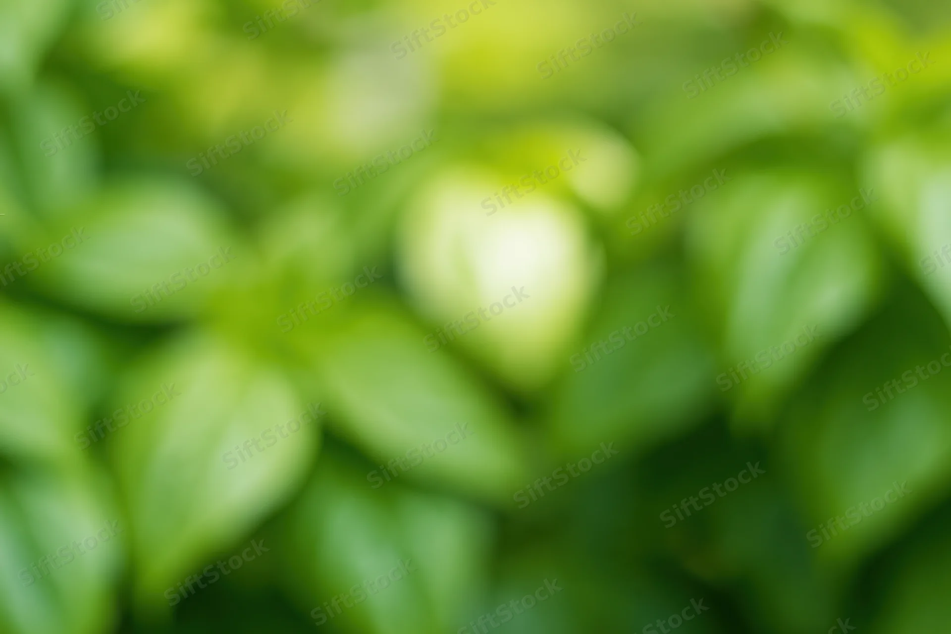 Blurred green foliage filling the frame as a natural background