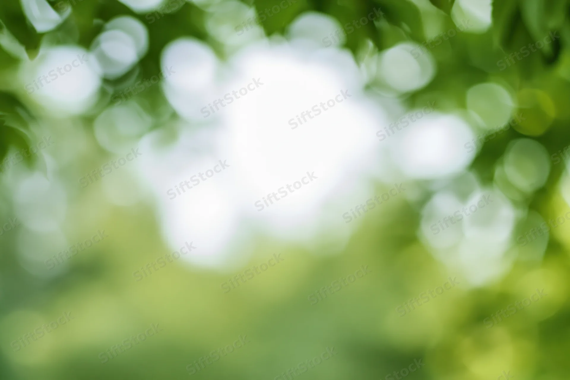 Blurred green foliage with soft bokeh light spots in a natural outdoor setting