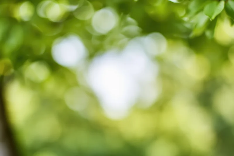 Blurred green foliage with soft bokeh light spots in a natural outdoor setting
