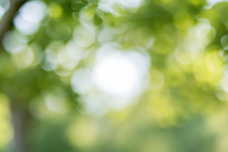 Blurred green foliage with soft bokeh light in outdoor setting