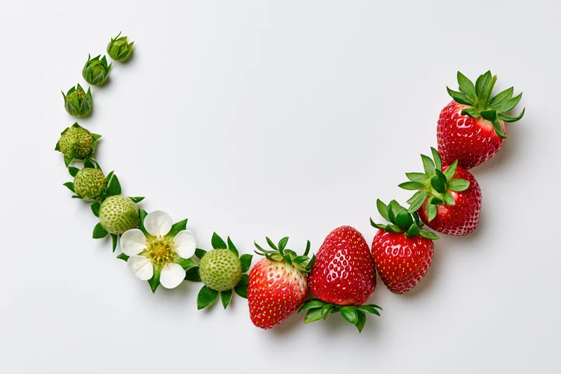 Strawberry growth stages arranged in a curved arc on white background