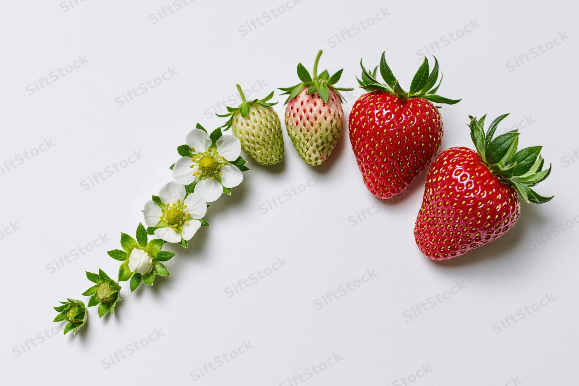 Strawberry growth stages arranged in a curved arc on a white background