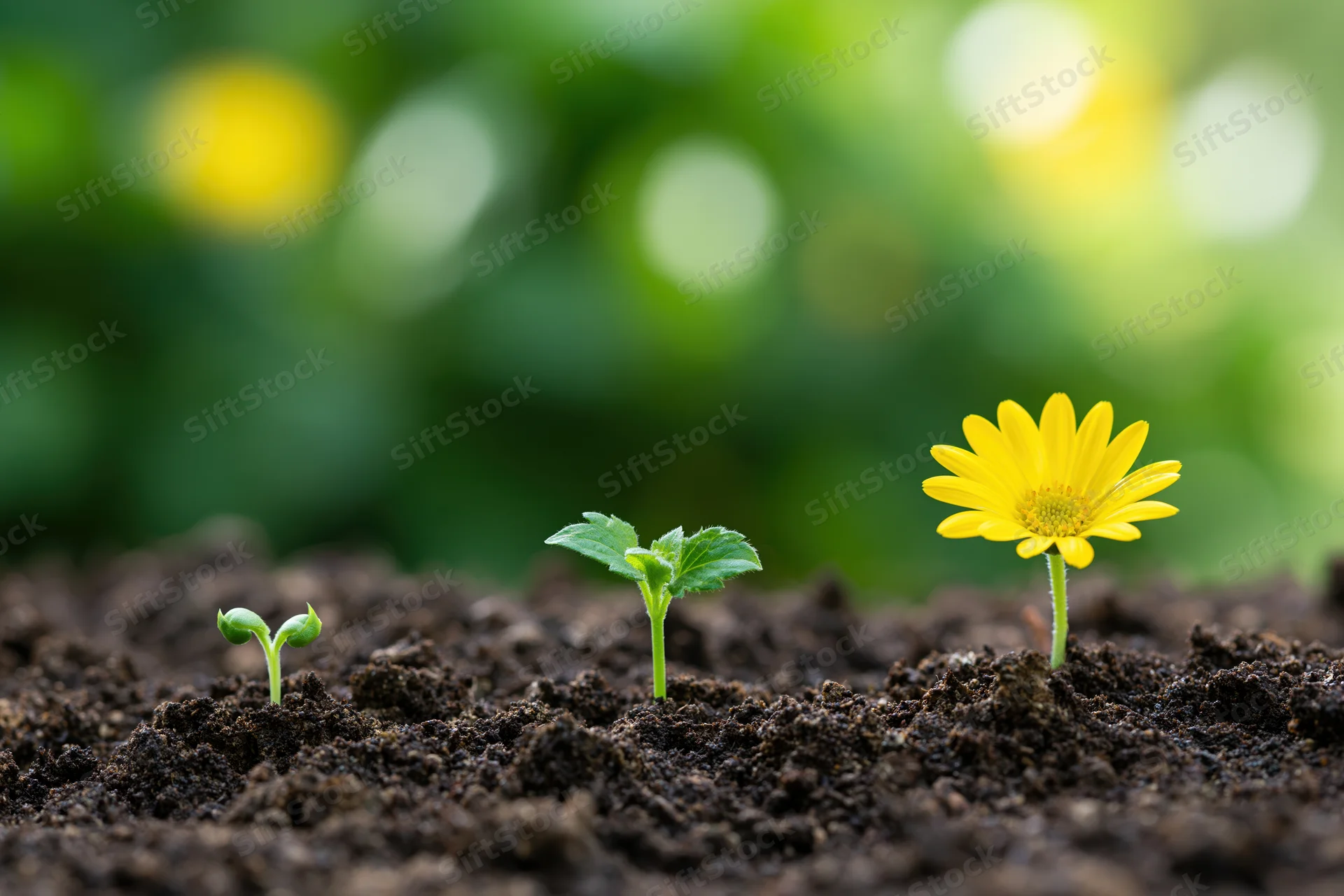Three seedlings in progressive growth stages emerging from dark soil in a garden setting