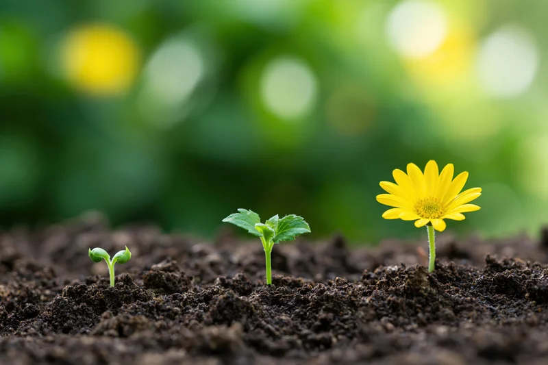Three seedlings in progressive growth stages emerging from dark soil in a garden setting