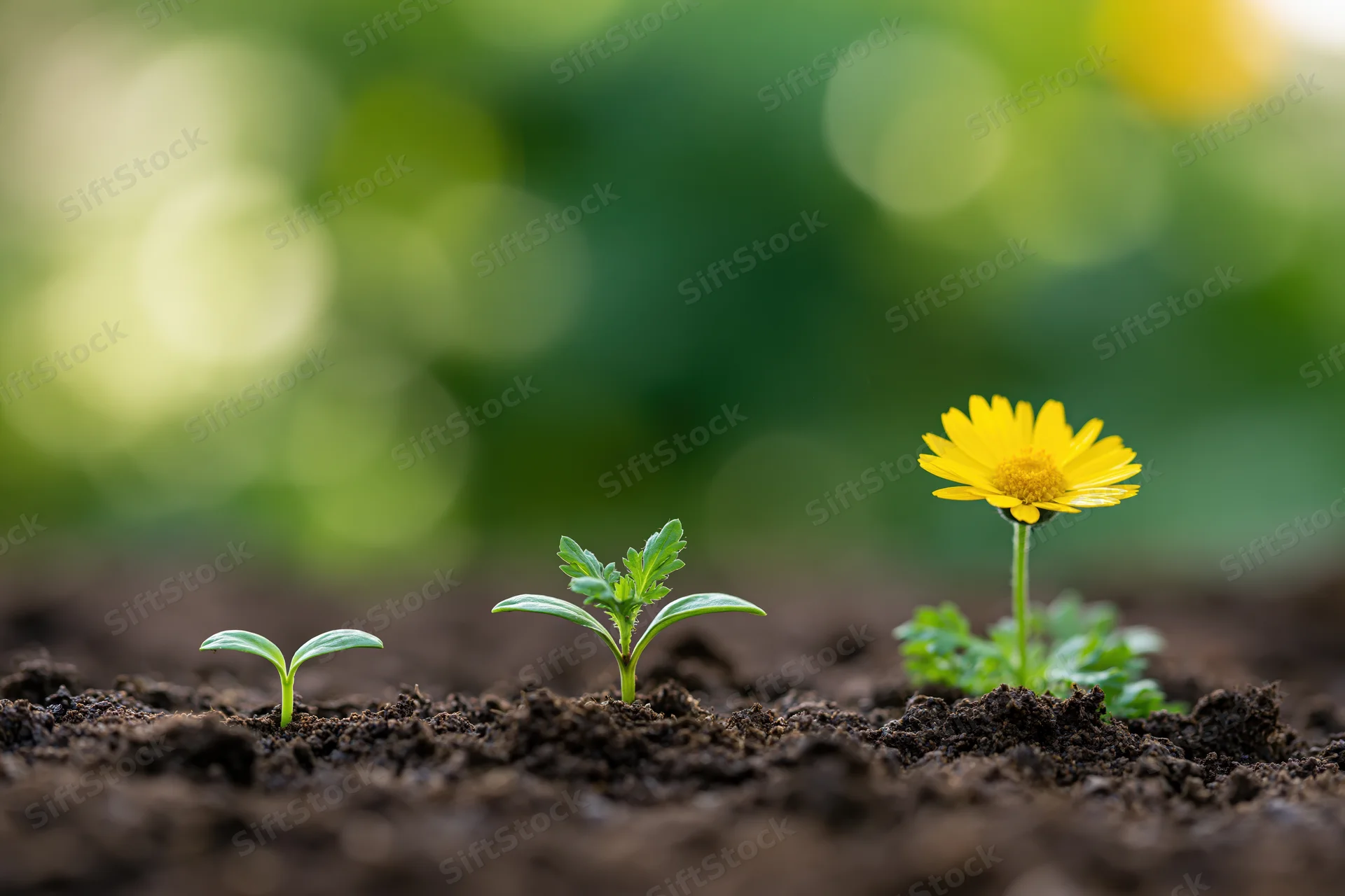 Three seedlings in progressive growth stages emerging from dark soil in a garden setting