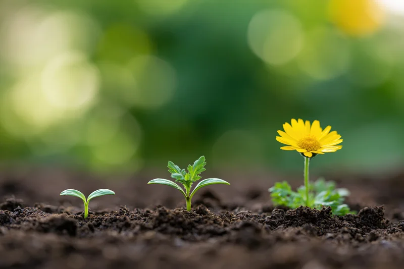 Three seedlings in progressive growth stages emerging from dark soil in a garden setting
