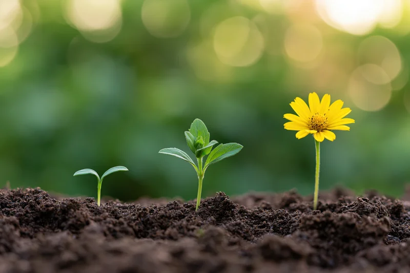 Three seedlings in progressive growth stages emerging from dark soil in a garden setting