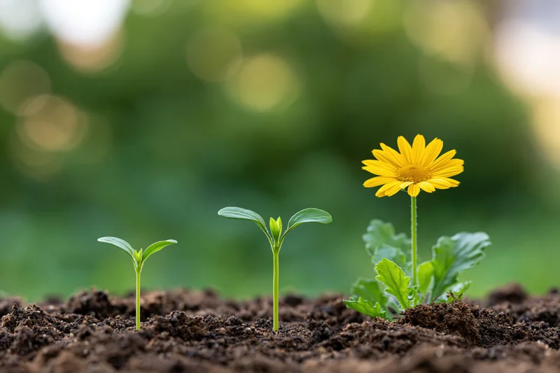 Three seedlings in progressive growth stages emerging from dark soil in a garden setting