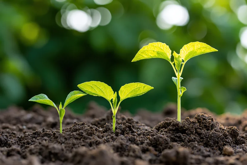 Three seedlings at different growth stages emerging from soil in a garden