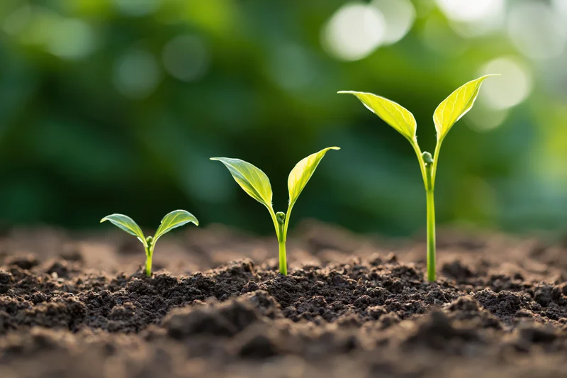 Three seedlings at different growth stages emerging from soil in a garden setting