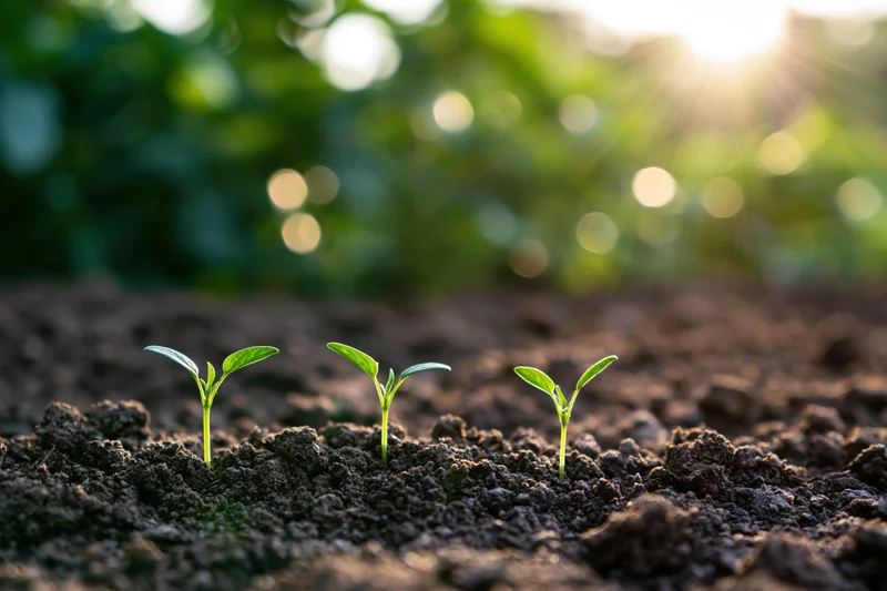 Three small seedlings sprouting from dark moist soil in a garden at dawn