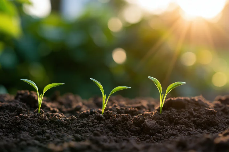 Three small seedlings sprouting from dark moist soil in a garden at sunrise