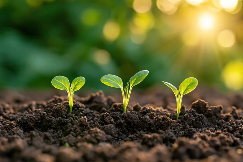 Three small seedlings sprouting from dark soil in a garden with sunlight in the background