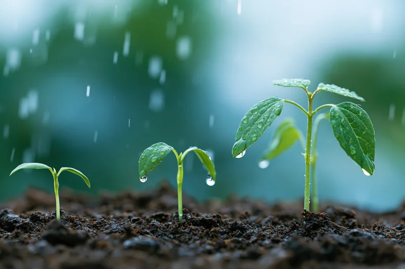 Three seedlings in progressive growth stages emerging from soil under rain