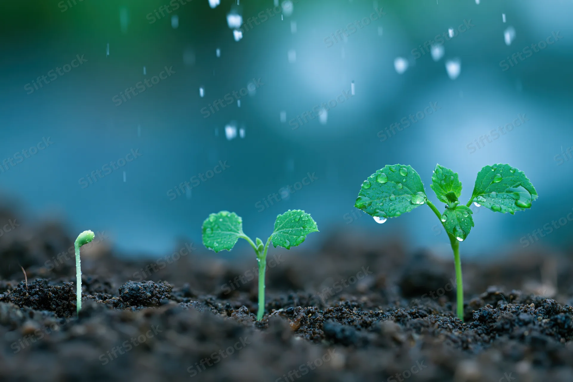 Three seedlings in progressive growth stages emerging from soil under rain