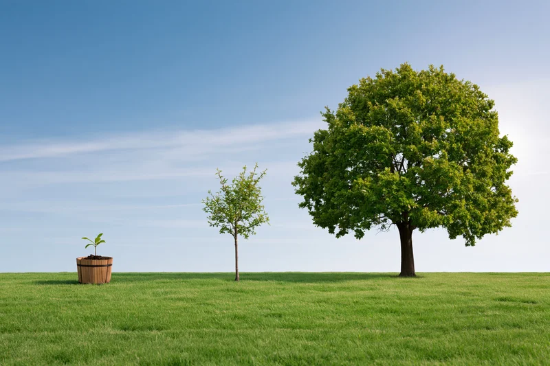 Three stages of tree growth from seedling to mature tree across a flat green lawn under a clear blue sky