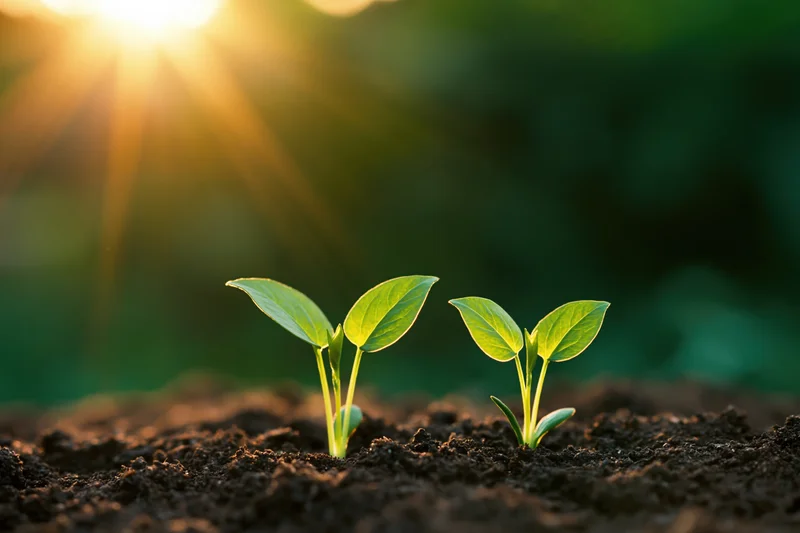 Two small green seedlings sprouting from dark moist soil with sunlight in the background