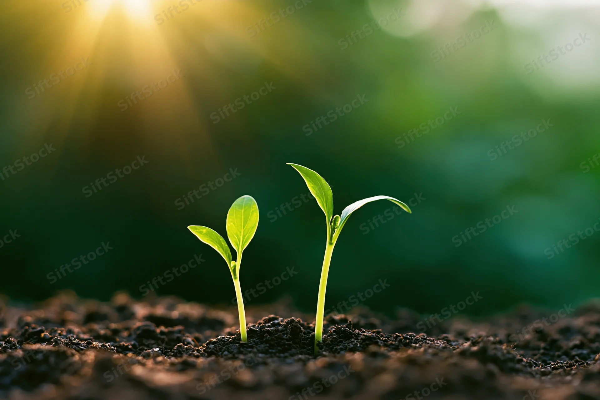 Two small green seedlings sprouting from dark moist soil with sunlight in the background