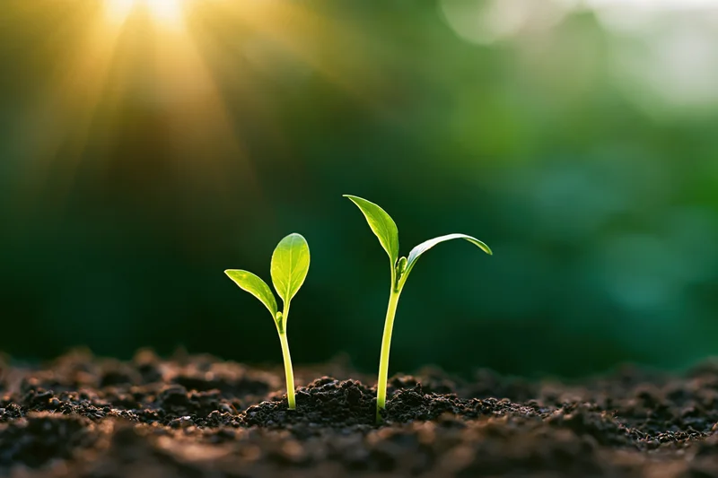 Two small green seedlings sprouting from dark moist soil with sunlight in the background