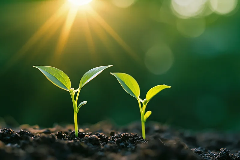 Two small green seedlings sprouting from dark moist soil under morning sunlight