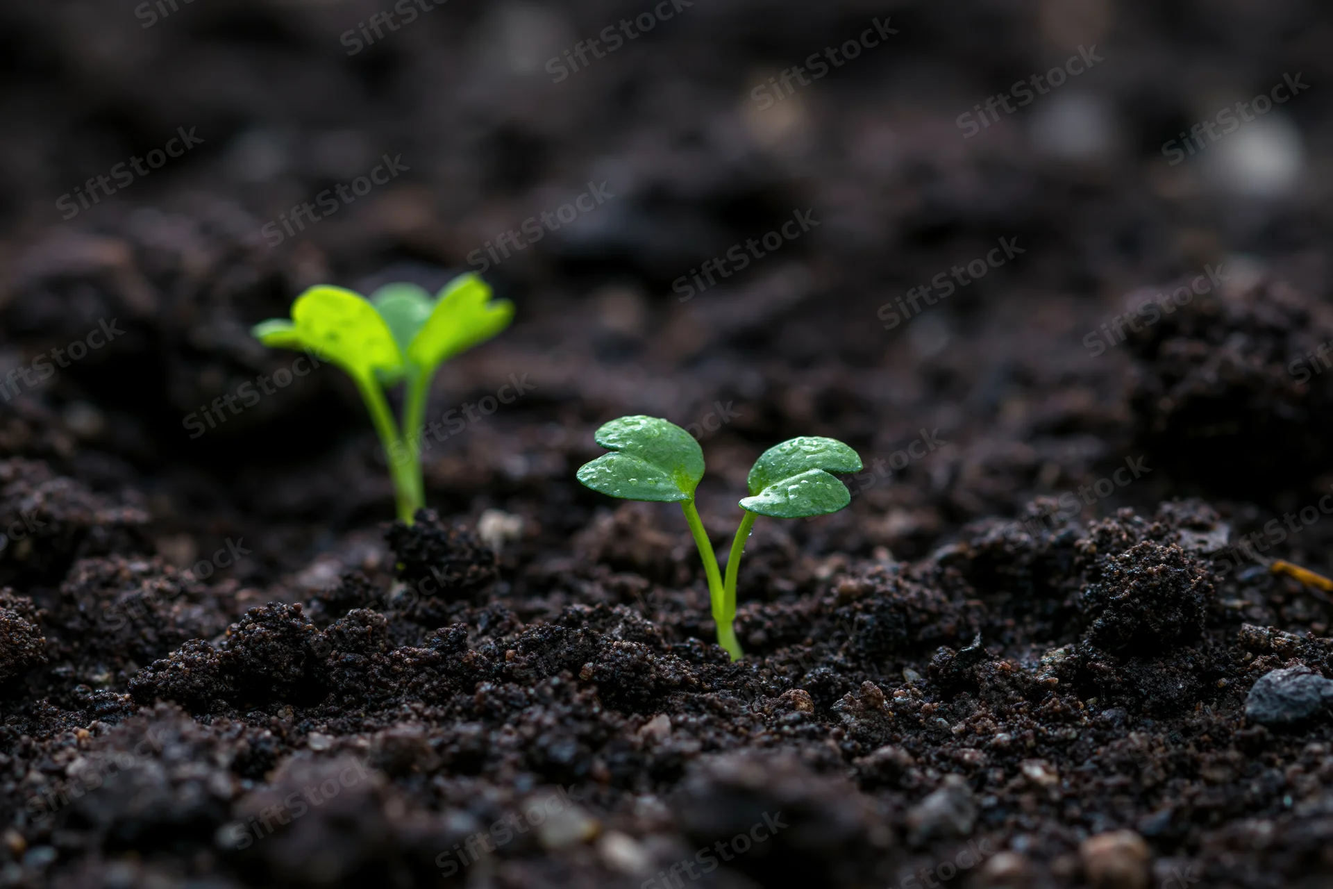 Two small green seedlings emerging from dark moist soil in close-up view