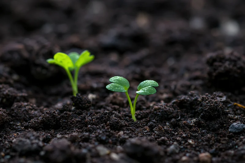 Two small green seedlings emerging from dark moist soil in close-up view