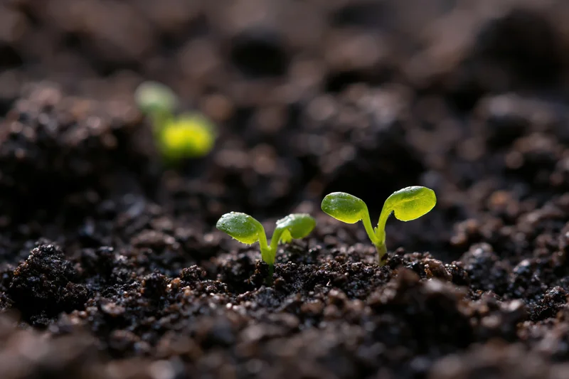 Tiny green seedlings emerging from dark moist soil in close-up view