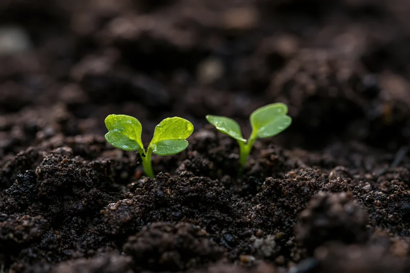 Two small green seedlings emerging from dark moist soil in close-up view