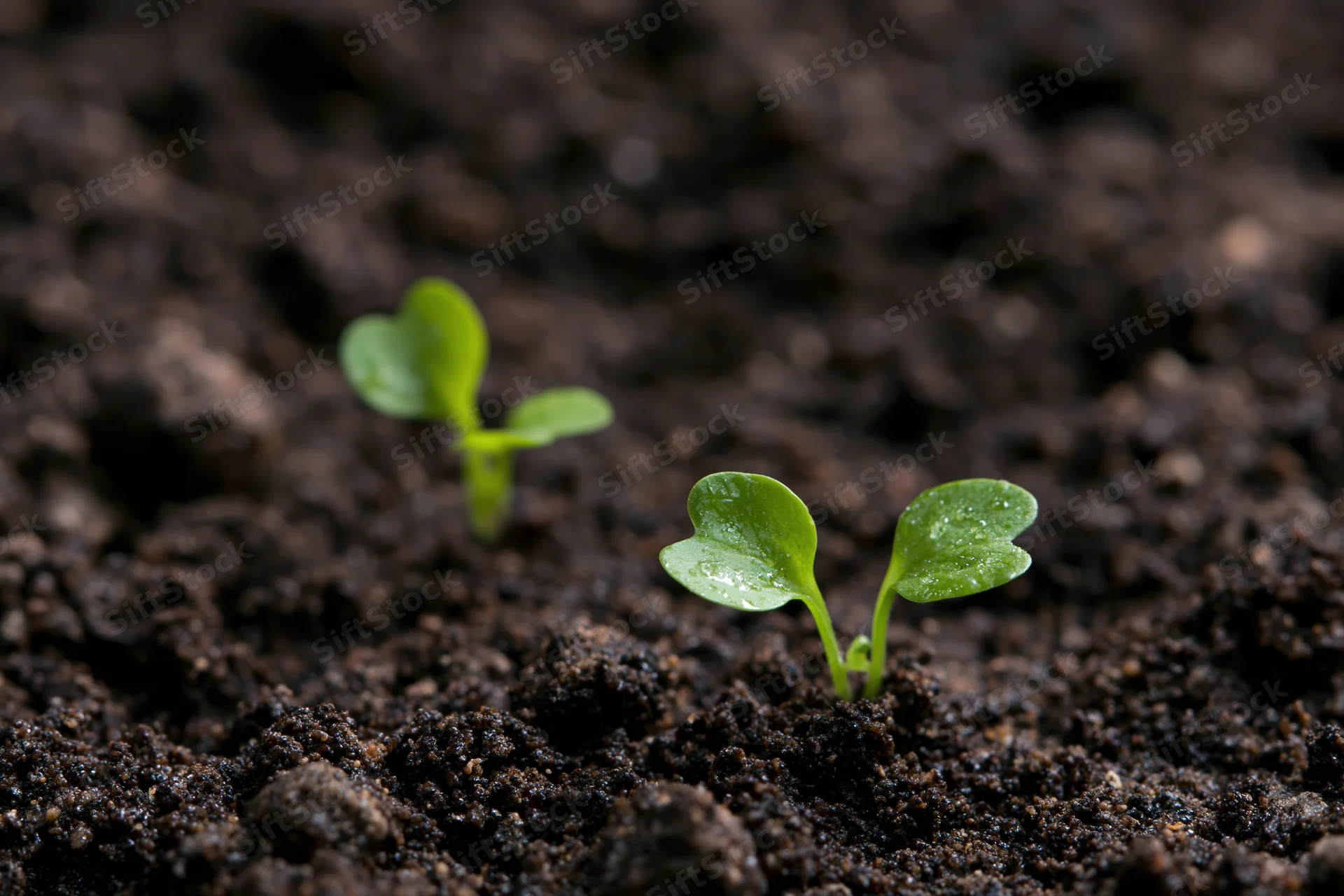 Two small green seedlings emerging from dark moist soil in close-up view