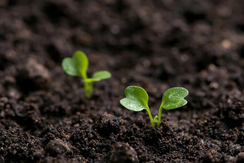 Two small green seedlings emerging from dark moist soil in close-up view