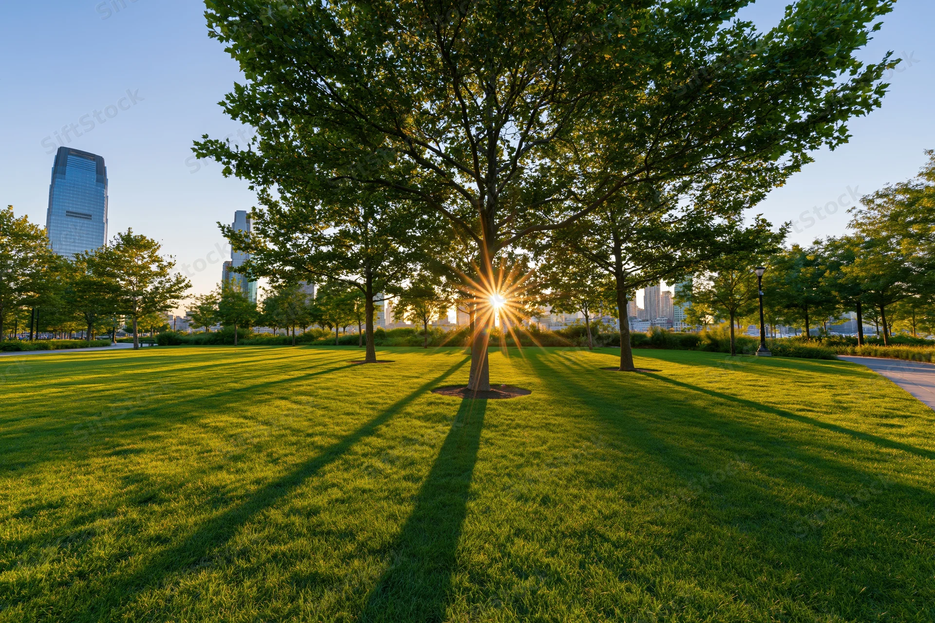 Sun rising behind trees in a city park with green lawn and skyscrapers in the background